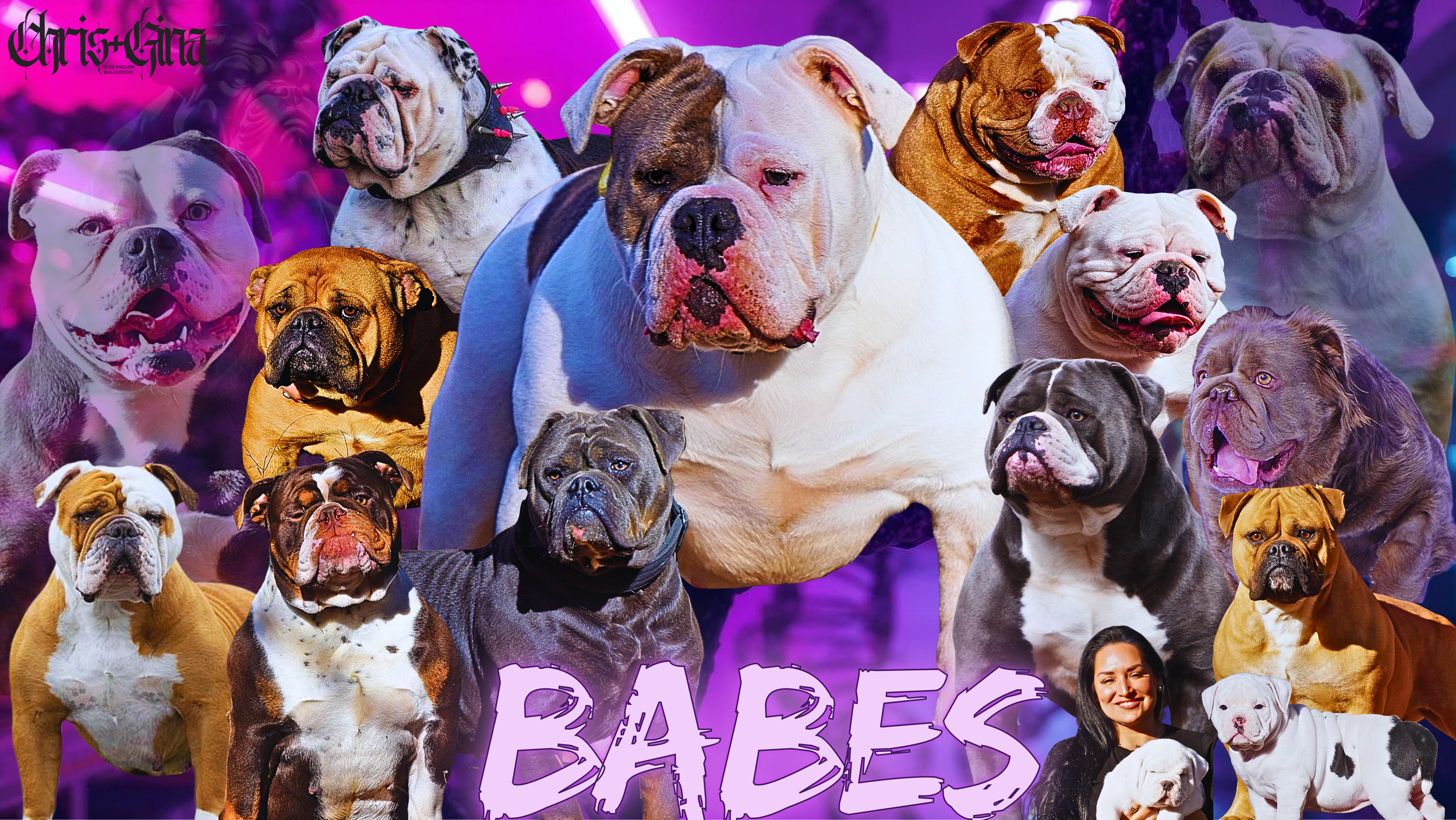 Our BABES.. Our Female Olde English Bulldogges